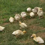 Agroturismo La