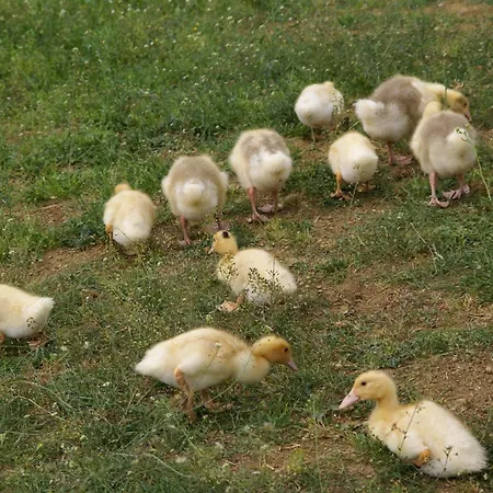 Vakantieboerderij La
